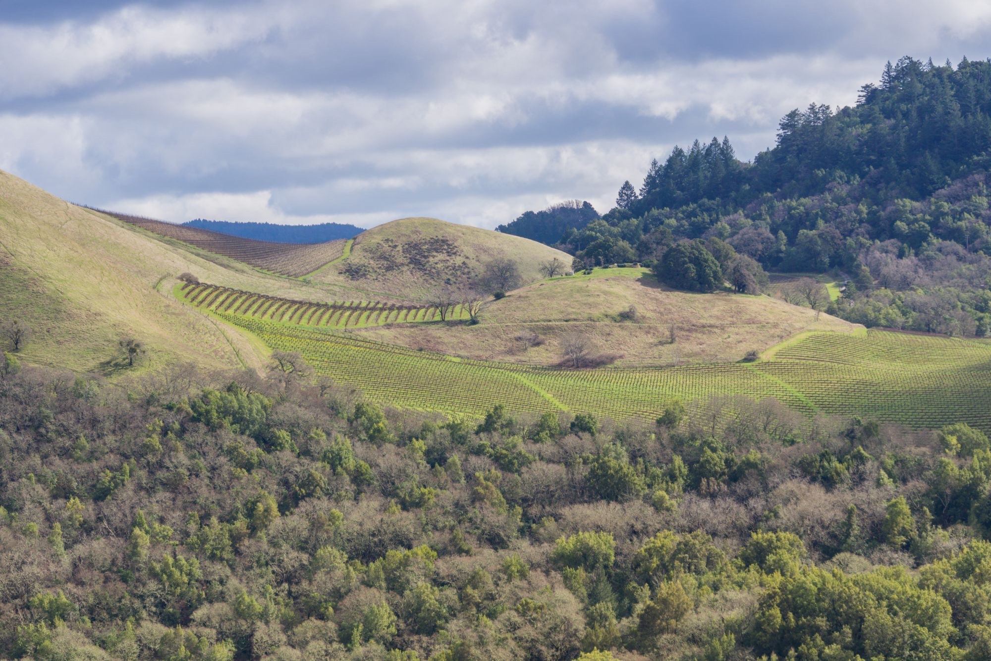 Rolling hillside vineyards under a cloudy sky